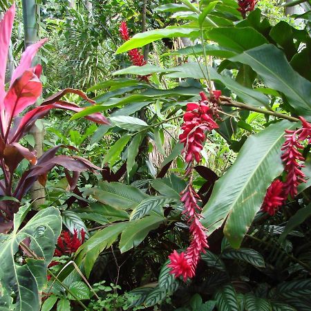 Pinpin D'Amour Basse Vallee Luaran gambar