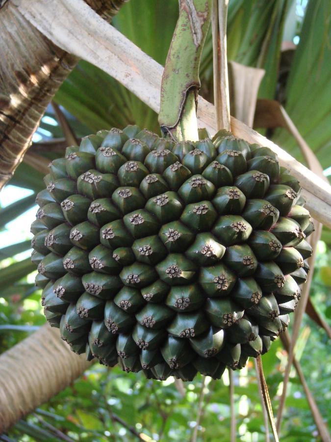 Pinpin D'Amour Basse Vallee Luaran gambar